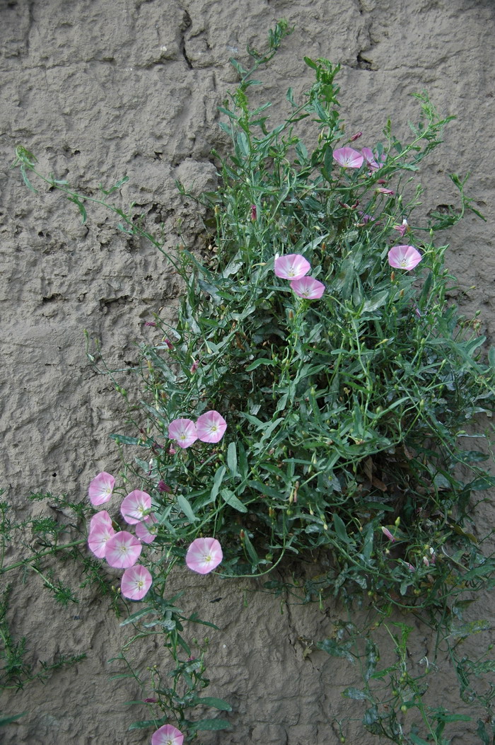 田旋花Convolvulus arvensis 田旋花Convolvulus arvensis