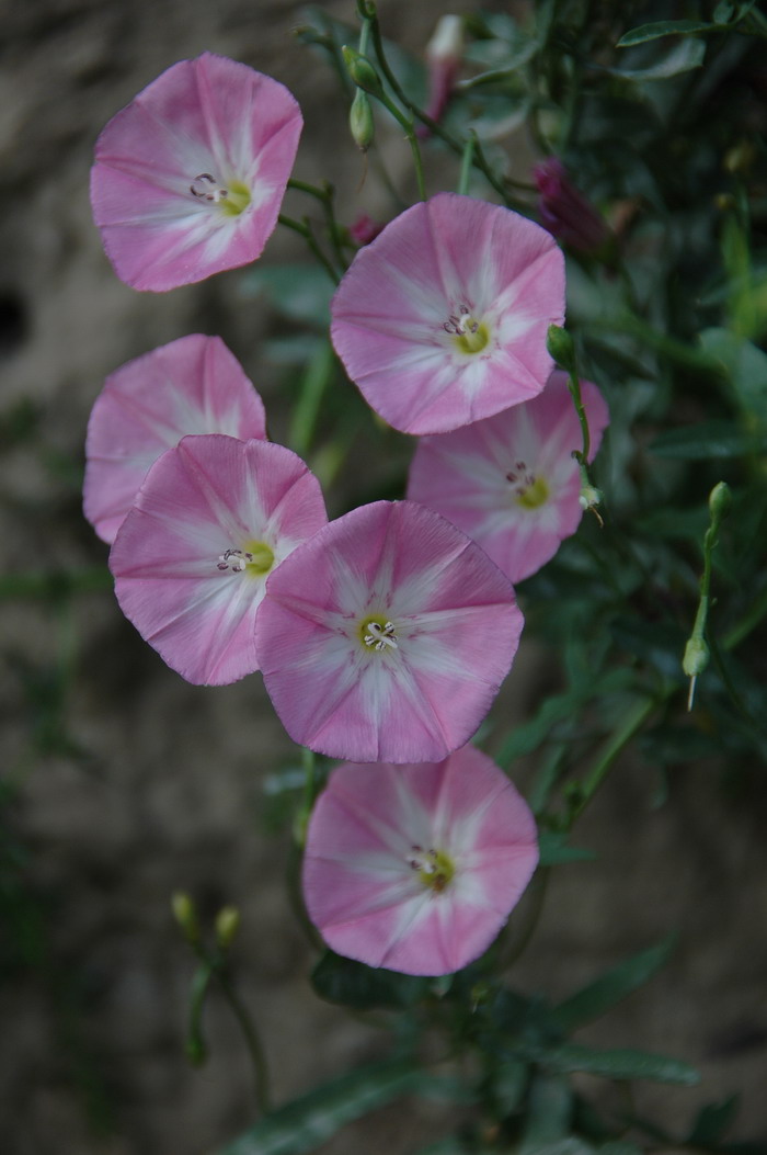 田旋花Convolvulus arvensis