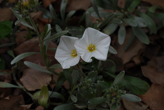 银灰旋花Convolvulus ammannii