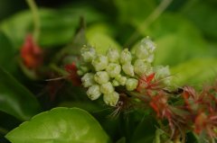 南方菟丝子Cuscuta australis