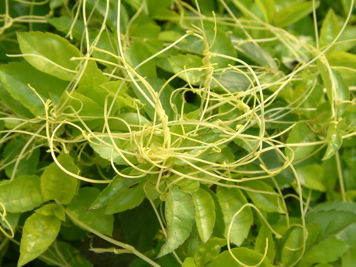 南方菟丝子Cuscuta australis 南方菟丝子Cuscuta australis