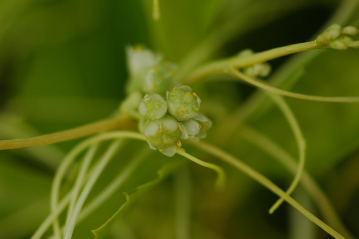 南方菟丝子Cuscuta australis 南方菟丝子Cuscuta australis