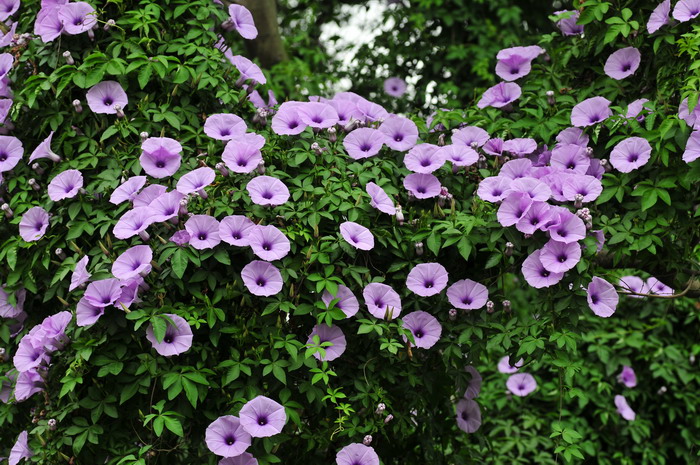 五爪金龙Ipomoea cairica 五爪金龙Ipomoea cairica