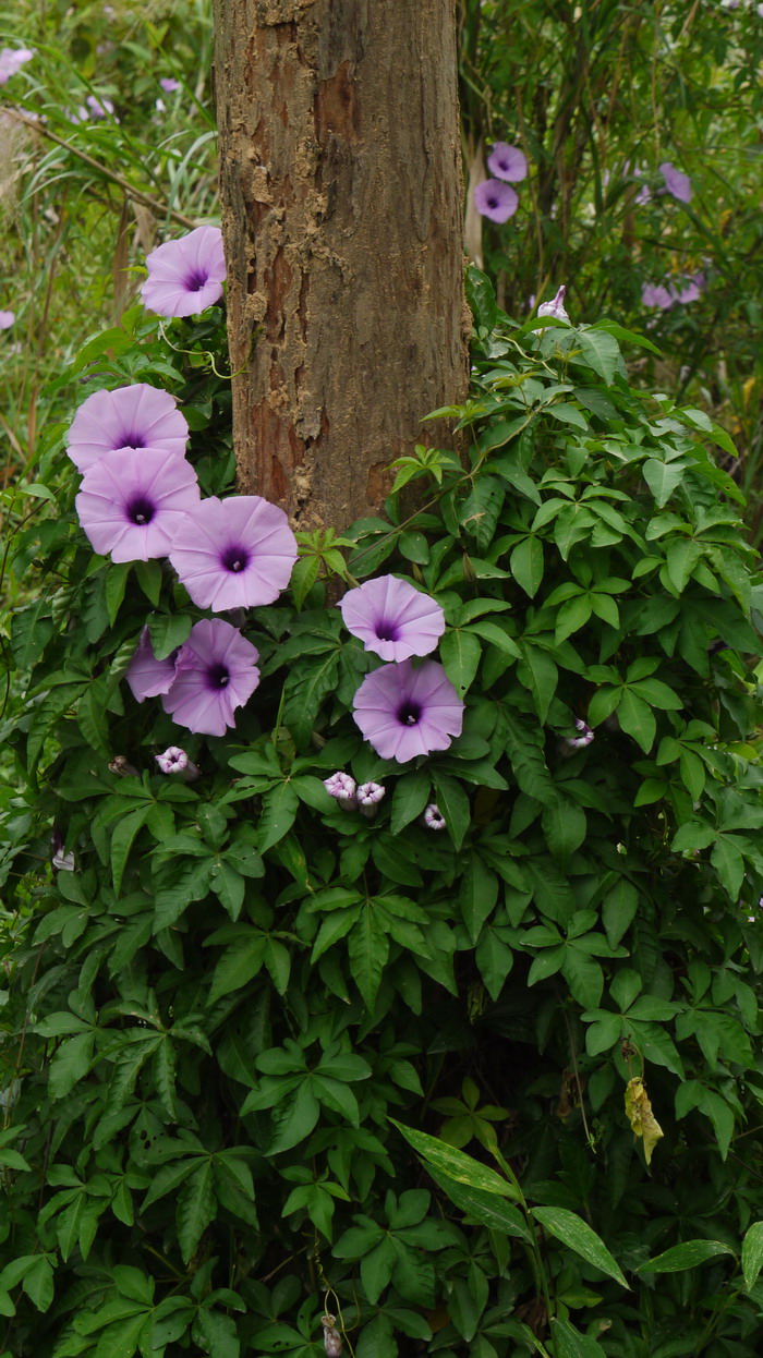 五爪金龙Ipomoea cairica 五爪金龙Ipomoea cairica
