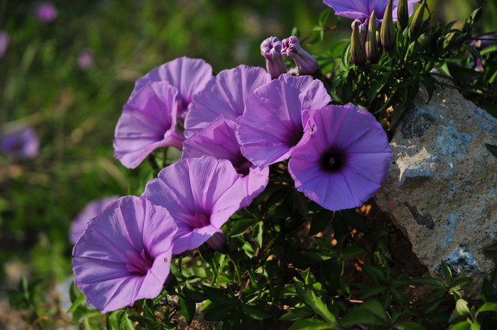 五爪金龙Ipomoea cairica 五爪金龙Ipomoea cairica