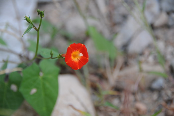 圆叶茑萝Ipomoea cholulensis 圆叶茑萝Ipomoea cholulensis