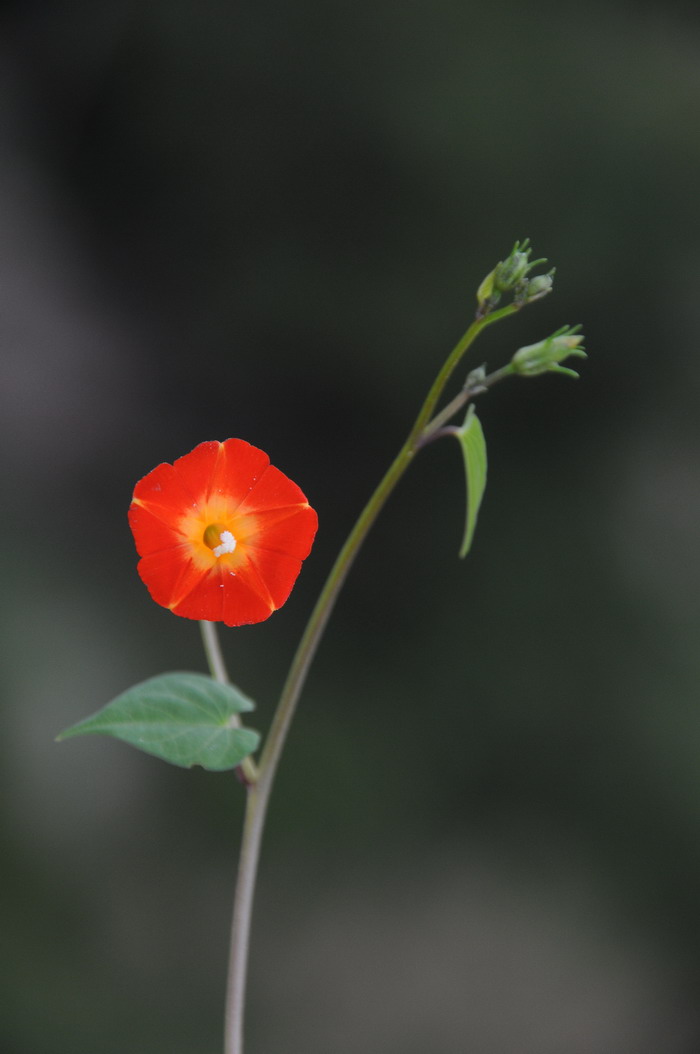 圆叶茑萝Ipomoea cholulensis 圆叶茑萝Ipomoea cholulensis
