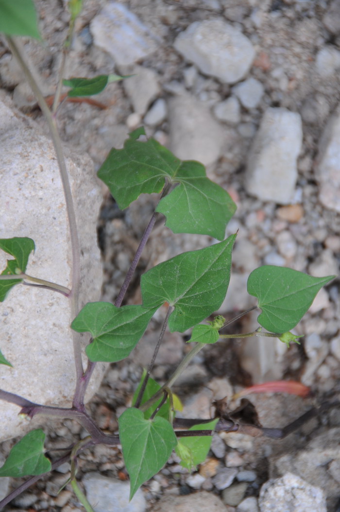 圆叶茑萝Ipomoea cholulensis 圆叶茑萝Ipomoea cholulensis