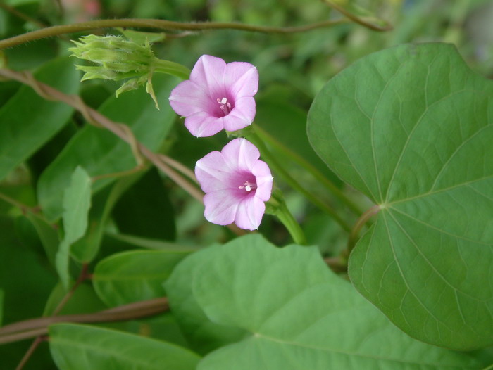 三裂叶薯Ipomoea triloba 三裂叶薯Ipomoea triloba