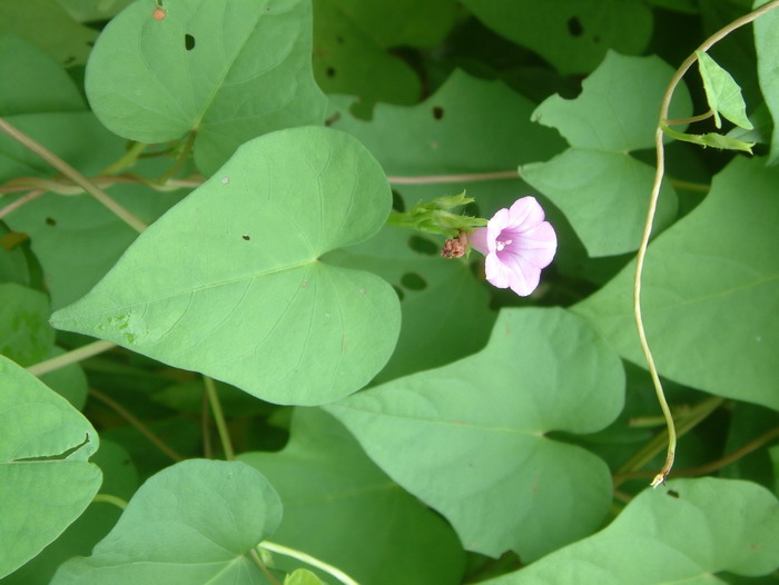 三裂叶薯Ipomoea triloba 三裂叶薯Ipomoea triloba