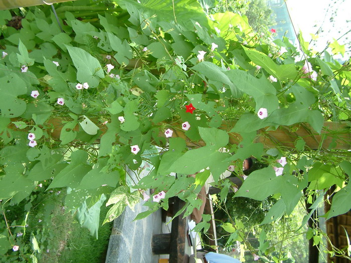 三裂叶薯Ipomoea triloba 三裂叶薯Ipomoea triloba