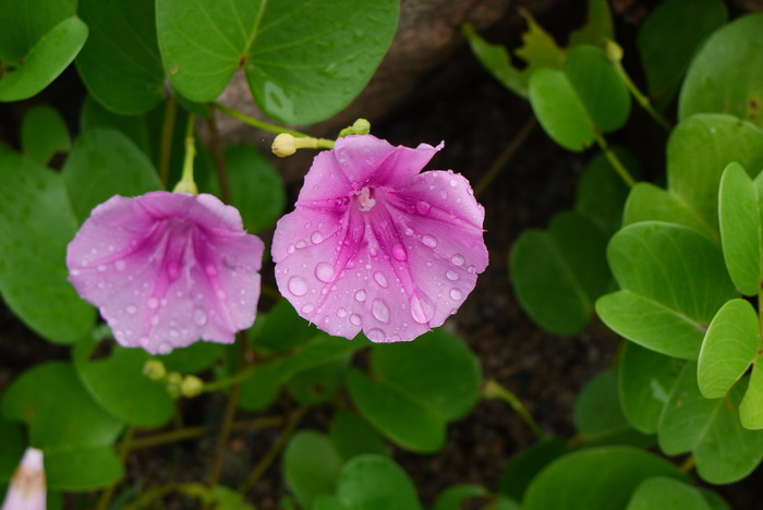 厚藤Ipomoea pes-caprae 厚藤Ipomoea pes-caprae