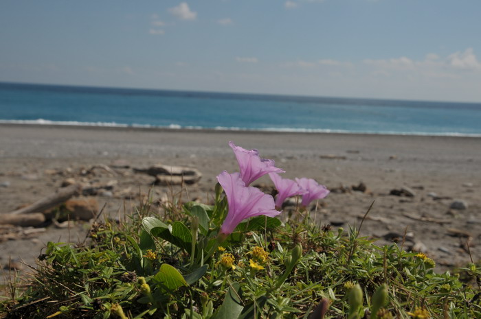 厚藤Ipomoea pes-caprae 厚藤Ipomoea pes-caprae