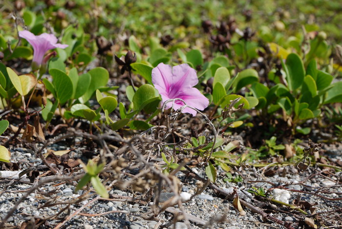 厚藤Ipomoea pes-caprae 厚藤Ipomoea pes-caprae