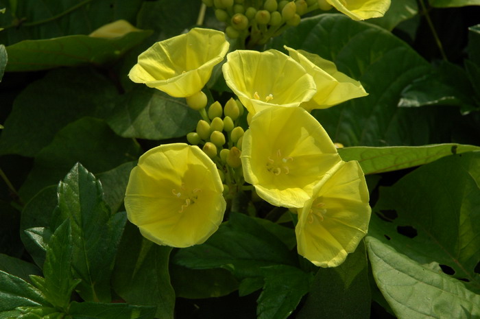 金钟藤Merremia boisiana 金钟藤Merremia boisiana