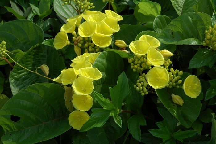 金钟藤Merremia boisiana 金钟藤Merremia boisiana