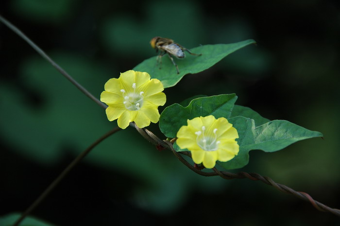 篱栏网Merremia hederacea 篱栏网Merremia hederacea