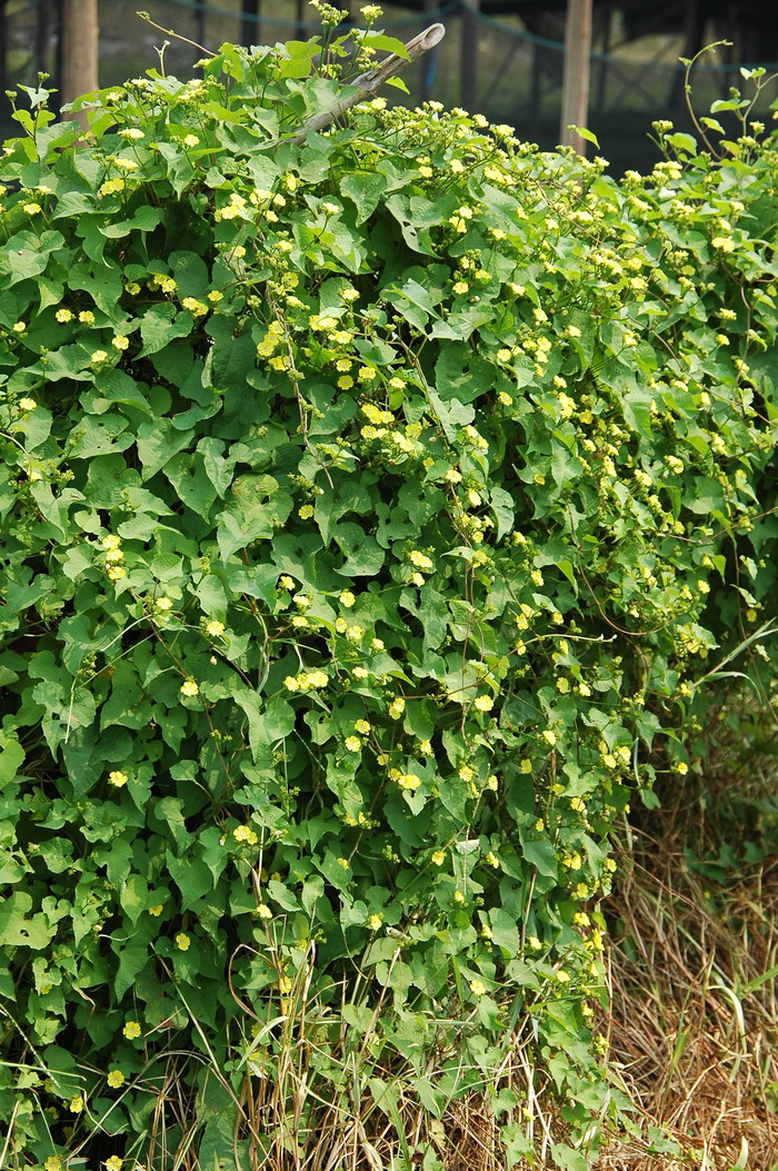 篱栏网Merremia hederacea 篱栏网Merremia hederacea