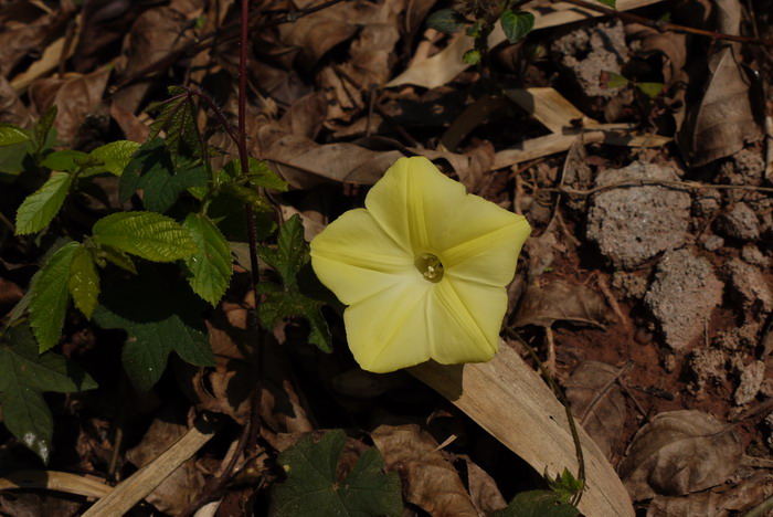 掌叶鱼黄草Merremia vitifolia 掌叶鱼黄草Merremia vitifolia