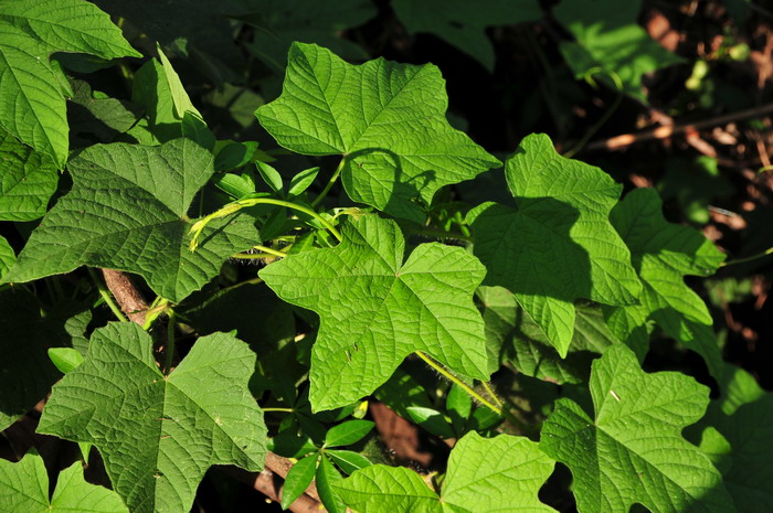 掌叶鱼黄草Merremia vitifolia 掌叶鱼黄草Merremia vitifolia