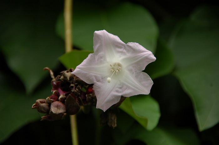 白鹤藤Argyreia acuta 白鹤藤Argyreia acuta
