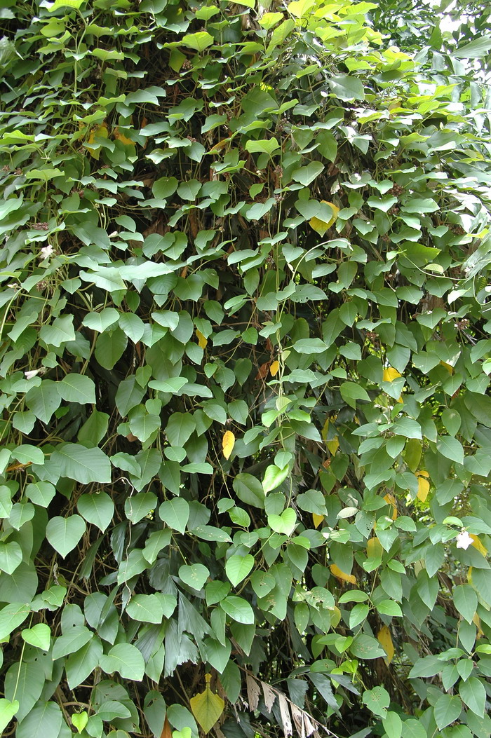 白鹤藤Argyreia acuta 白鹤藤Argyreia acuta