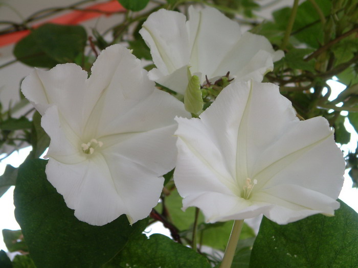月光花Ipomoea alba 月光花Ipomoea alba