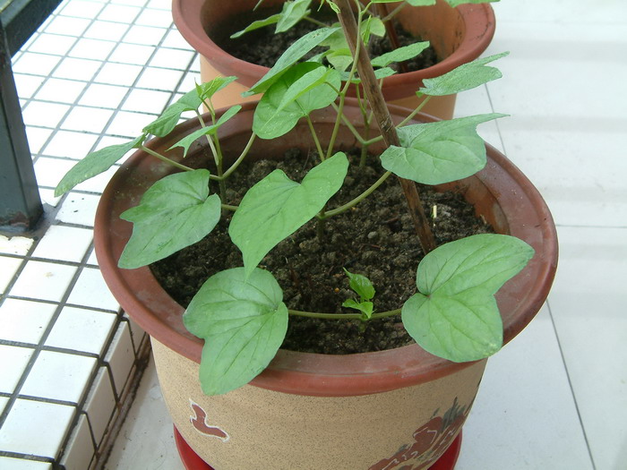 月光花Ipomoea alba 月光花Ipomoea alba