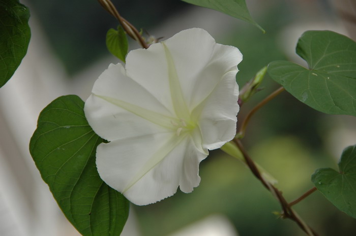 月光花Ipomoea alba 月光花Ipomoea alba