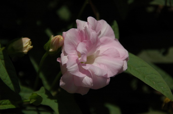 柔毛打碗花Calystegia pubescens 柔毛打碗花Calystegia pubescens