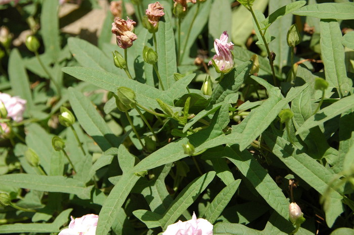 柔毛打碗花Calystegia pubescens
