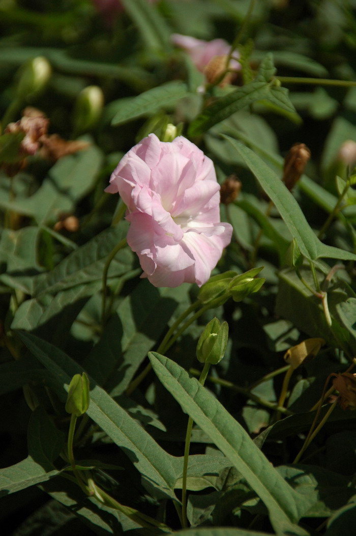 柔毛打碗花Calystegia pubescens