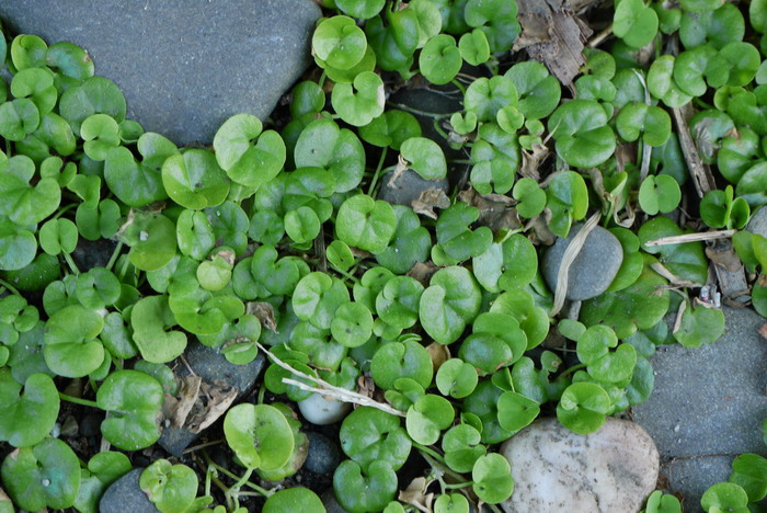 马蹄金Dichondra micrantha