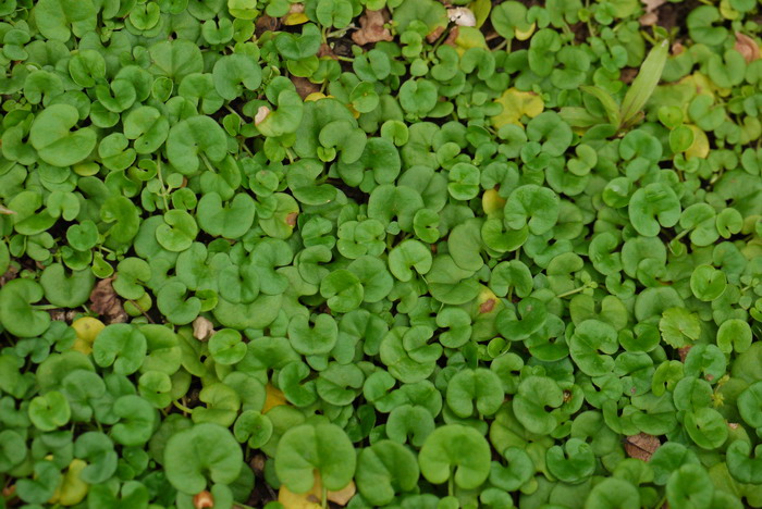 马蹄金Dichondra micrantha