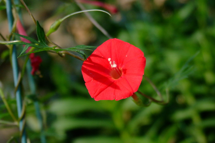 槭叶茑萝Ipomoea × sloteri 槭叶茑萝Ipomoea × sloteri