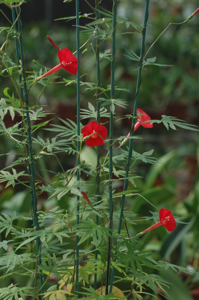 槭叶茑萝Ipomoea × sloteri 槭叶茑萝Ipomoea × sloteri
