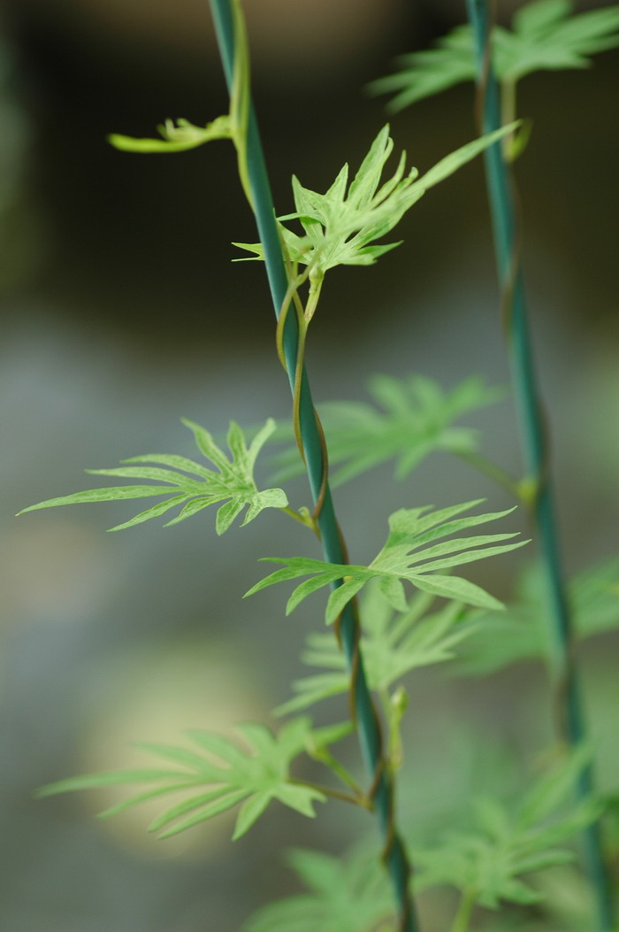 槭叶茑萝Ipomoea × sloteri 槭叶茑萝Ipomoea × sloteri