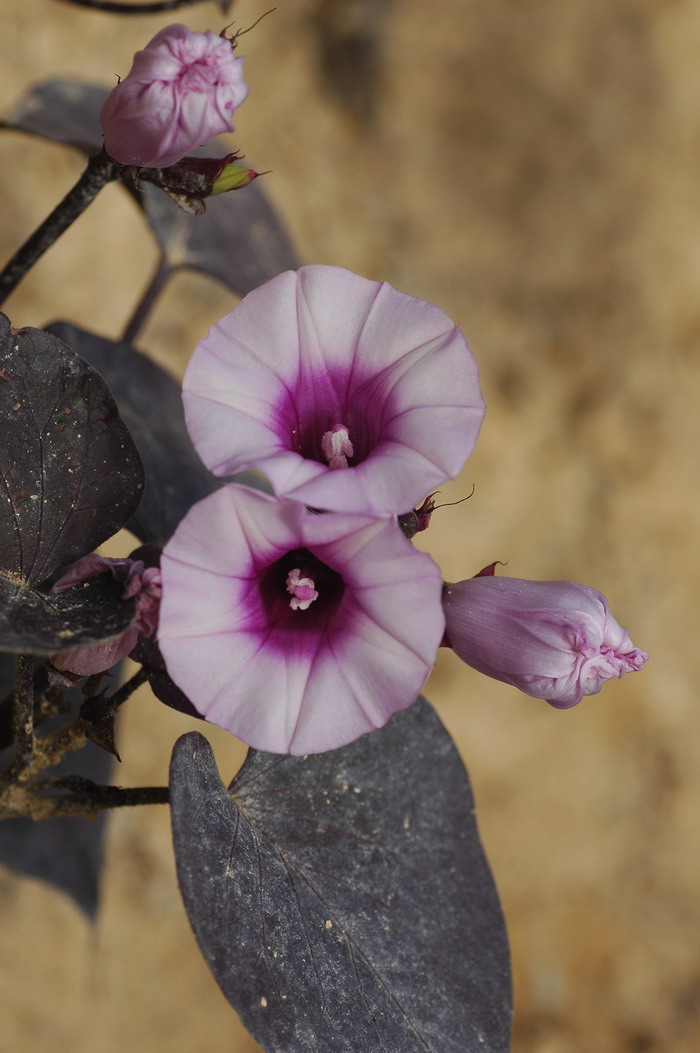 紫叶番薯Ipomoea batatas ‘Black Heart’