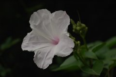 南美旋花Ipomoea carnea subsp. fistulosa