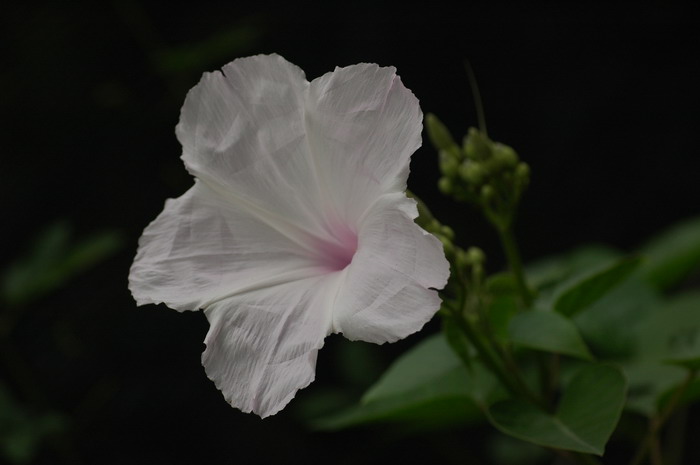 南美旋花Ipomoea carnea subsp. fistulosa 南美旋花Ipomoea carnea subsp. fistulosa