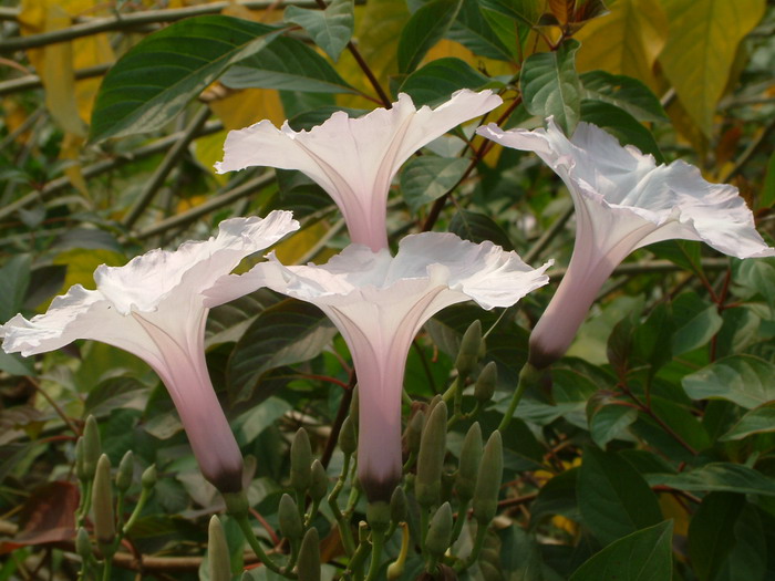 南美旋花Ipomoea carnea subsp. fistulosa 南美旋花Ipomoea carnea subsp. fistulosa