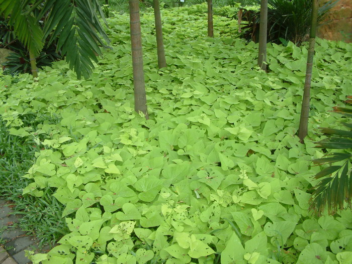 金叶番薯Ipomoea batatas ‘Marguerite’ 金叶番薯Ipomoea batatas ‘Marguerite’