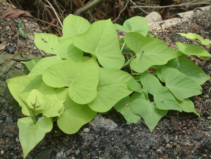 金叶番薯Ipomoea batatas ‘Marguerite’ 金叶番薯Ipomoea batatas ‘Marguerite’