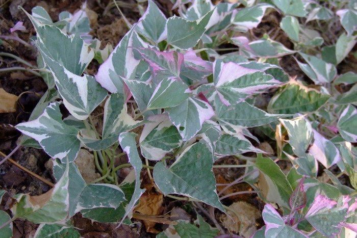 彩叶番薯Ipomoea batatas ‘Rainbow’ 彩叶番薯Ipomoea batatas ‘Rainbow’