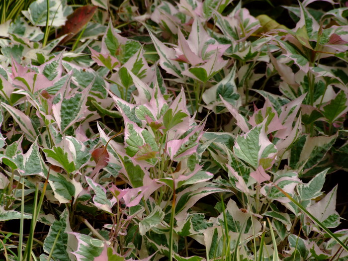 彩叶番薯Ipomoea batatas ‘Rainbow’ 彩叶番薯Ipomoea batatas ‘Rainbow’