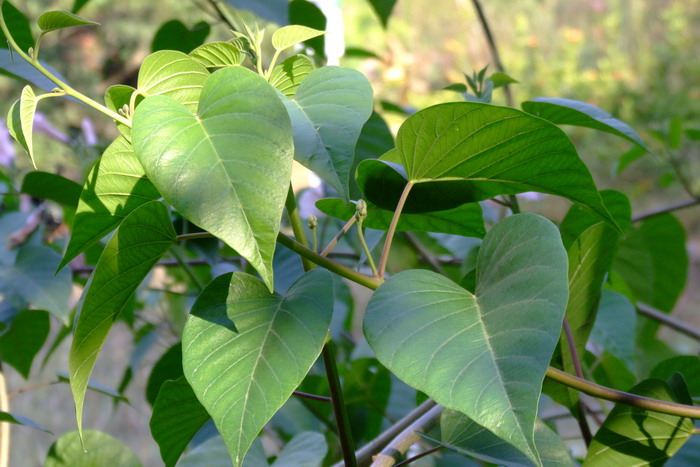 南美旋花Ipomoea carnea subsp. fistulosa 南美旋花Ipomoea carnea subsp. fistulosa