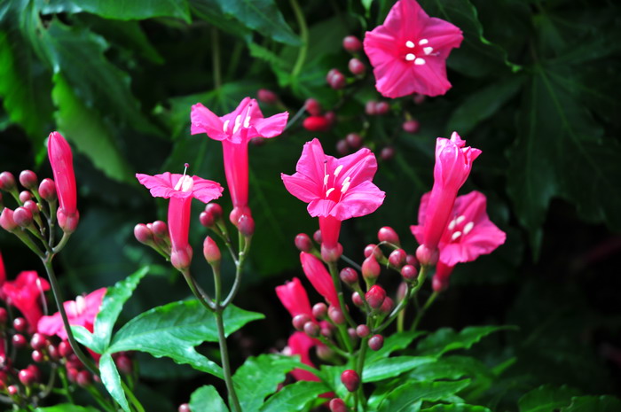 王妃藤Ipomoea_horsfalliae 王妃藤Ipomoea_horsfalliae