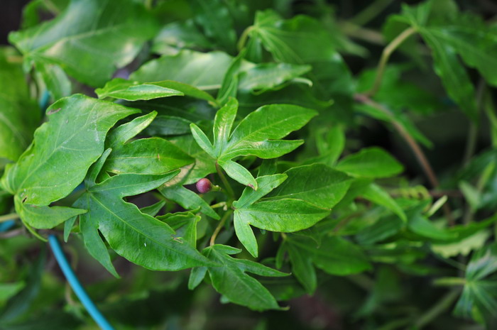 王妃藤Ipomoea_horsfalliae 王妃藤Ipomoea_horsfalliae
