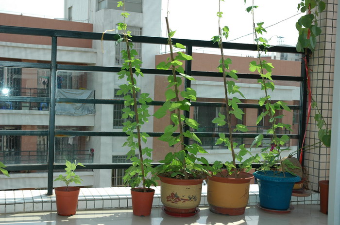 牵牛Ipomoea nil 牵牛Ipomoea nil