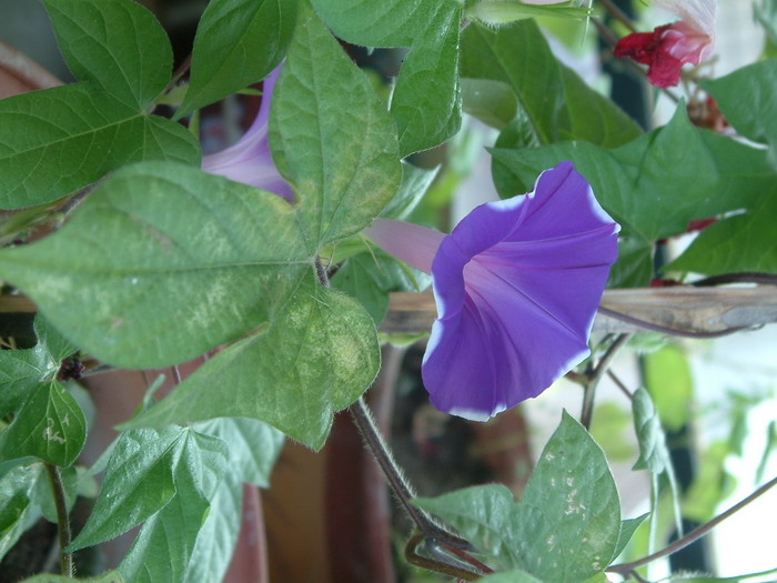 牵牛Ipomoea nil